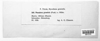 Graminopassalora graminis image